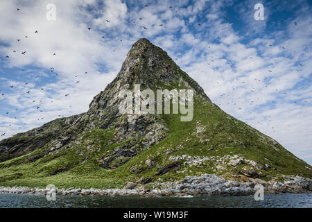 Bleiksøya birdcliff, Bleik, Andenes, Vesteralen, Andoya, Norvegia. Foto Stock