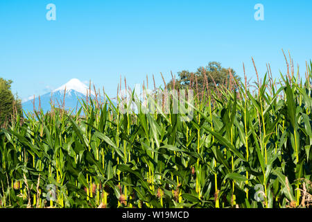 Le colture di mais sulle rive del Lago Llanquihue con vulcano Osorno nel retro, X Regione de Los Lagos, Cile Foto Stock