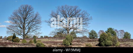 Il sole di primavera è sopra il possente alberi di quercia nella brughiera di Lüneburg. Uno o due settimane in più e la natura si dispiega il suo verde splendore di nuovo. Foto Stock