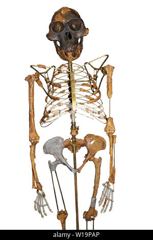 Lo scheletro di Lucy Australopithecus afarensis Foto Stock