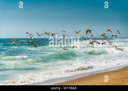 Gregge di pellicani volare oltre oceano. Onde tempestose, cielo blu sullo sfondo Foto Stock