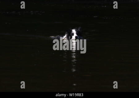 Border Collie giocando nel fiume Foto Stock