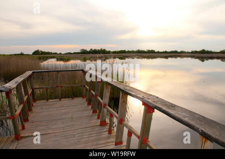 Il tramonto. Tablas de Daimiel National Park, Ciudad Real Provincia, Castilla La Mancha, in Spagna. Foto Stock