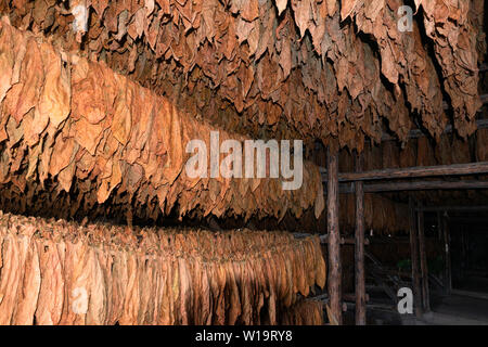 Passo di essiccamento pieno di foglie di tabacco che viene essiccato nel villaggio rurale di San Juan y Martinez, Pinar del Rio Provincia, Cuba Foto Stock