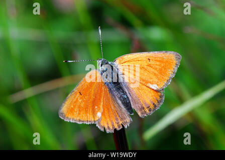 Viola-refilato rame, Lilagold-Feuerfalter, Lycaena hippothoe, havasi tűzlepke Foto Stock