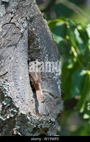 Gartenrotschwanz, Garten-Rotschwanz, Rotschwanz, Rotschwänzchen, Weibchen, am Eingang zur Nisthöhle, nido, Baumhöhle, Astloch, Phoenicurus phoenicurus Foto Stock