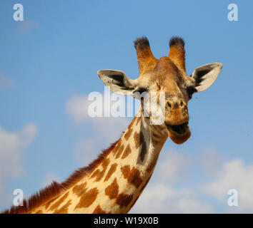 Esilarante, Pippo ritratto di un ridere maasai giraffe (Giraffa tippelskirchi) nel parco nazionale orientale di Tsavo, Kenya, Africa Foto Stock