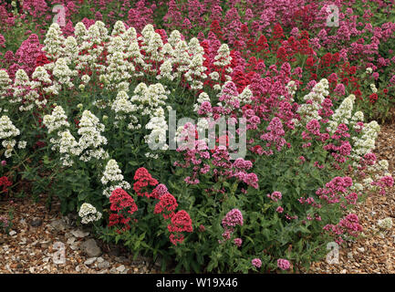 Centranthus ruber, Rosso Valeriana, ghiaia secca garden Foto Stock