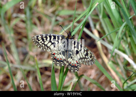 Festone meridionale, Osterluzeifalter, Zerynthia polissena, farkasalmalepke Foto Stock