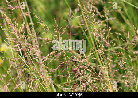 Close up del Kentucky bluegrass Foto Stock