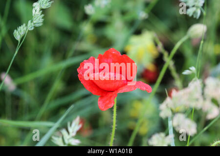 Chiudere fino a lungo guidato popp blooming Foto Stock