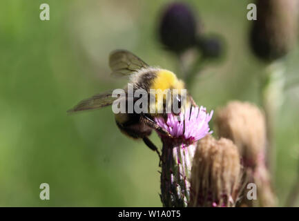 Close up heath umile-bee o small heath bumblebee, Bombus jonellus Foto Stock