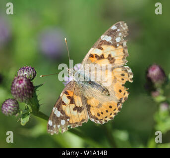 Chiusura del dipinto di lady butterfly sul fiore Foto Stock