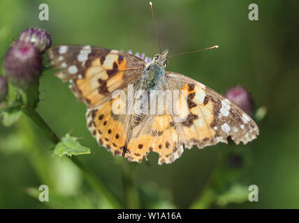 Chiusura del dipinto di lady butterfly sul fiore Foto Stock