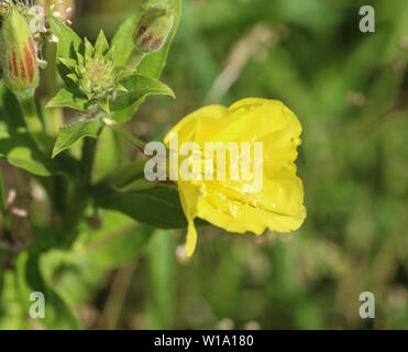 Close up di Evening Primerose fiore Foto Stock