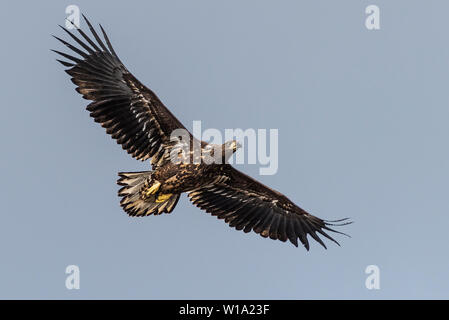 Flying white-tailed eagle vicino a Portree, Isola di Skye. Foto Stock