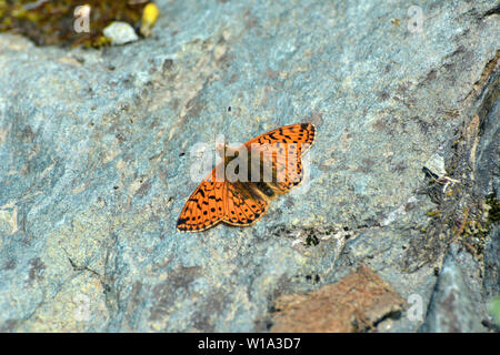 Pastore fritillary, Boloria pales, Alpenmatten-Perlmuttfalter, Hochalpen-Perlmuttfalter Foto Stock