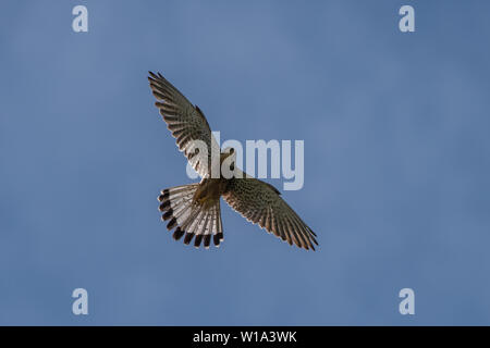 Maschio volanti gheppio (Falco tinnunculus) con la luce del sole attraverso la più ampia diffusione delle piume di coda contro un cielo blu Foto Stock