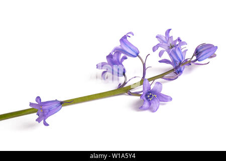 Campanule isolato su bianco. Campanula rotundifolia Foto Stock