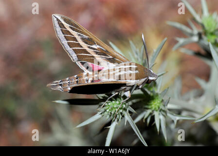 Falco-falco striato, Hyles livornica, Linienschwärmer, Sphinx livournien, sávos szender, Europa Foto Stock