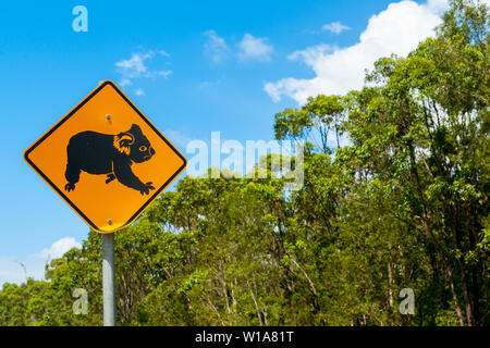 Segno di informare il driver nel Queensland Australia sulla possibilità di koala su strada attraverso una zona con Bush e alberi. Foto Stock