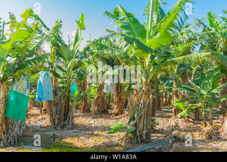 Banana plantaion in Australia con sacchetti di plastica per proteggere la frutta e aiutare la maturazione. Foto Stock
