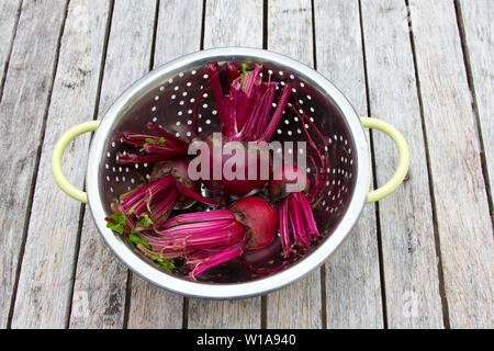 Appena raccolto di barbabietole in uno scolapasta Foto Stock