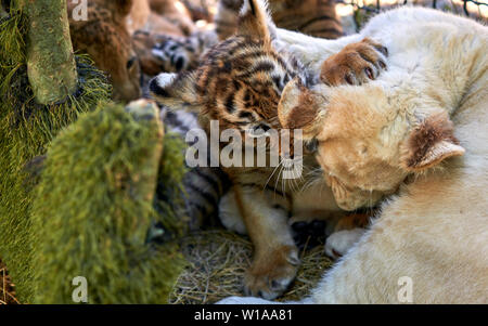 Cubs giocare gli uni con gli altri Foto Stock