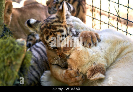 Cubs giocare gli uni con gli altri Foto Stock