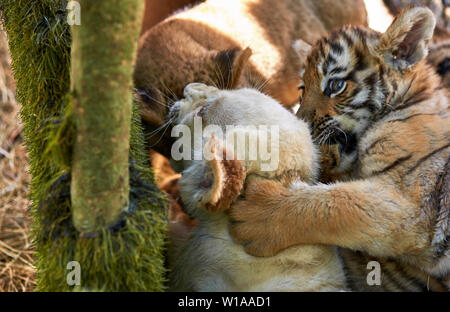 Cubs giocare gli uni con gli altri Foto Stock