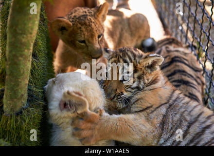 Cubs giocare gli uni con gli altri Foto Stock