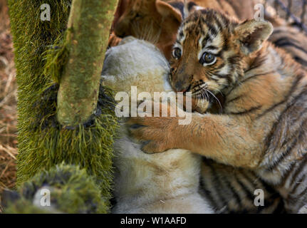 Cubs giocare gli uni con gli altri Foto Stock