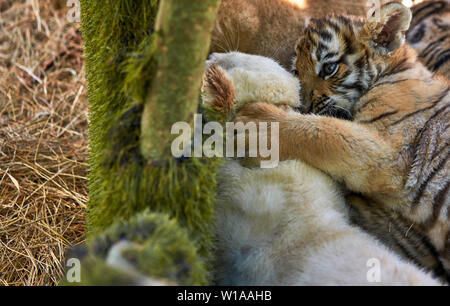 Cubs giocare gli uni con gli altri Foto Stock