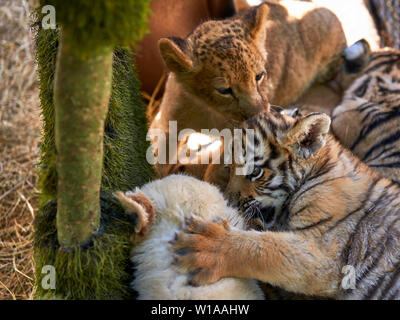 Cubs giocare gli uni con gli altri Foto Stock