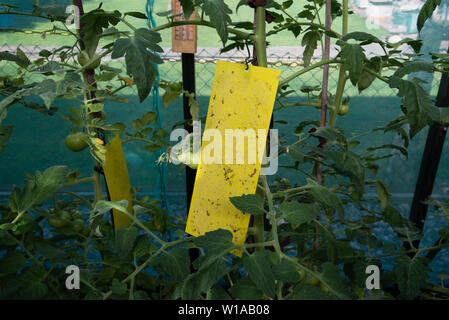 Giallo trappola per insetti sui pomodori di serra Foto Stock