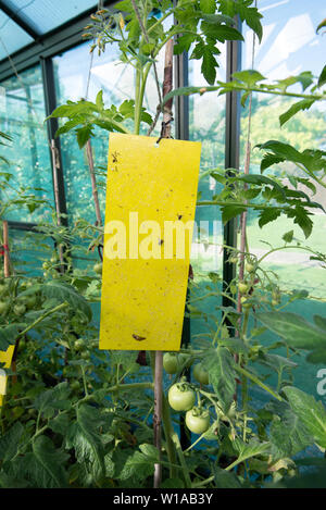 Giallo trappola per insetti sui pomodori di serra Foto Stock