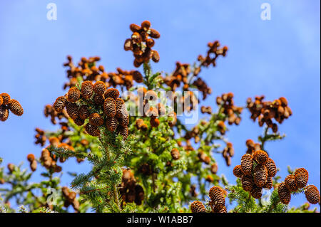 Molti cluster di coni di conifere hanging off i rami degli alberi contro il cielo blu. Foto Stock