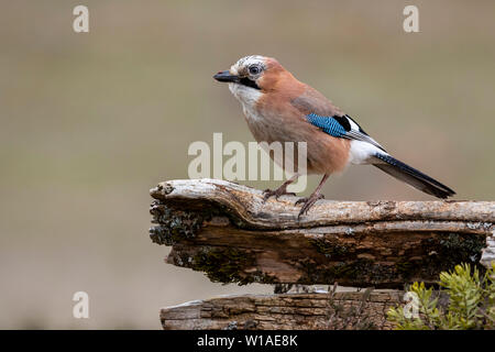 Eurasian Jay (Garrulus glandarius) Foto Stock