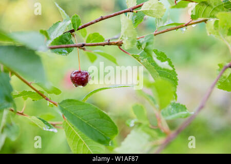 Mature danneggiato red cherry appeso di ciliegio in estate. ripe rosso ciliegia dopo la pioggia nel giardino. Bacche con gocce di pioggia sul ramo. Foto Stock