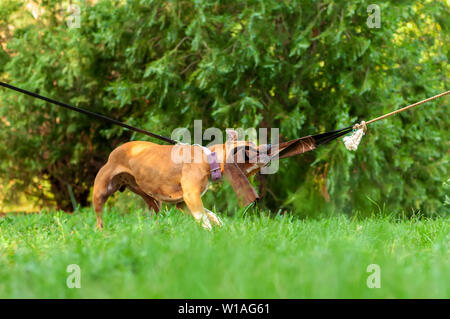 Vista sulla formazione di un american staffordshire terrier cane mentre si tira una corda in una giornata di sole in un ambiente di verde. Foto Stock