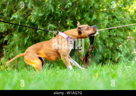 Vista sulla formazione di un american staffordshire terrier cane mentre si tira una corda in una giornata di sole in un ambiente di verde. Foto Stock