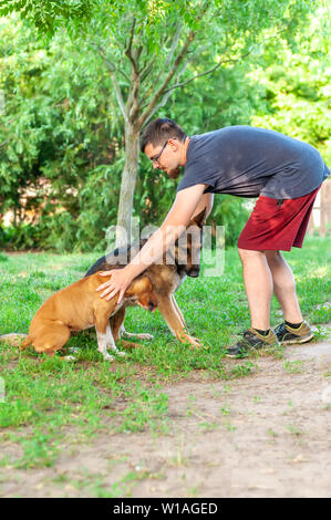 Vista su un uomo della formazione di un american staffordshire terrier e un pastore tedesco cane in una giornata di sole in un ambiente di verde. Foto Stock