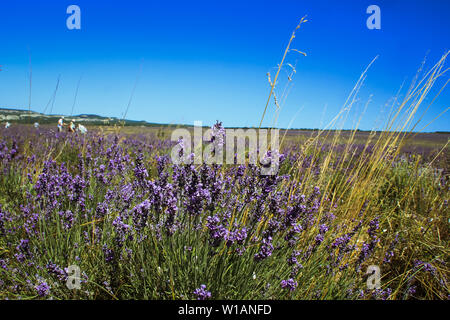 Campo di lavanda in estate. Aromaterapia e natura prodotti cosmetici in Crimea. Foto Stock