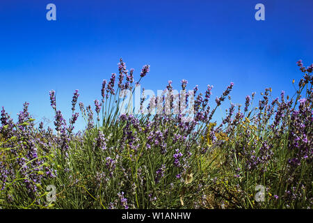 Campo di lavanda in estate. Aromaterapia e natura prodotti cosmetici in Crimea. Foto Stock