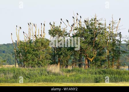 Grande cormorano (Phalacrocorax carbo), Colonia, poggiante su alberi sulla riva del lago Schmollensee, isola di Usedom, Meclemburgo-Pomerania Occidentale Foto Stock