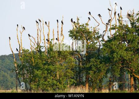 Grande cormorano (Phalacrocorax carbo), Colonia, poggiante su alberi sulla riva del lago Schmollensee, isola di Usedom, Meclemburgo-Pomerania Occidentale Foto Stock