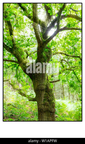 Quercia a Daresbury Firs contro la luce con le foglie al vento Foto Stock