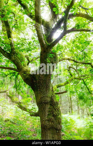 Quercia a Daresbury Firs contro la luce con le foglie al vento Foto Stock