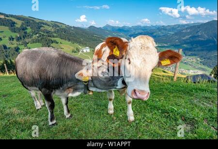 Due giovani vitelli (Bos primigenius taurus) cuddling insieme sul prato alpino, bovini grigio e marrone del bestiame, Hochbrixen, Brixen im Thale, Tirolo Foto Stock