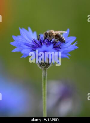 Il miele delle api (Apis) raccoglie Necktar al Fiordaliso (Centaurea cyanus), Baden-Württemberg, Germania Foto Stock